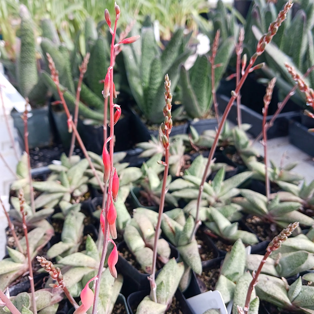 Gasteria glauca flowers
