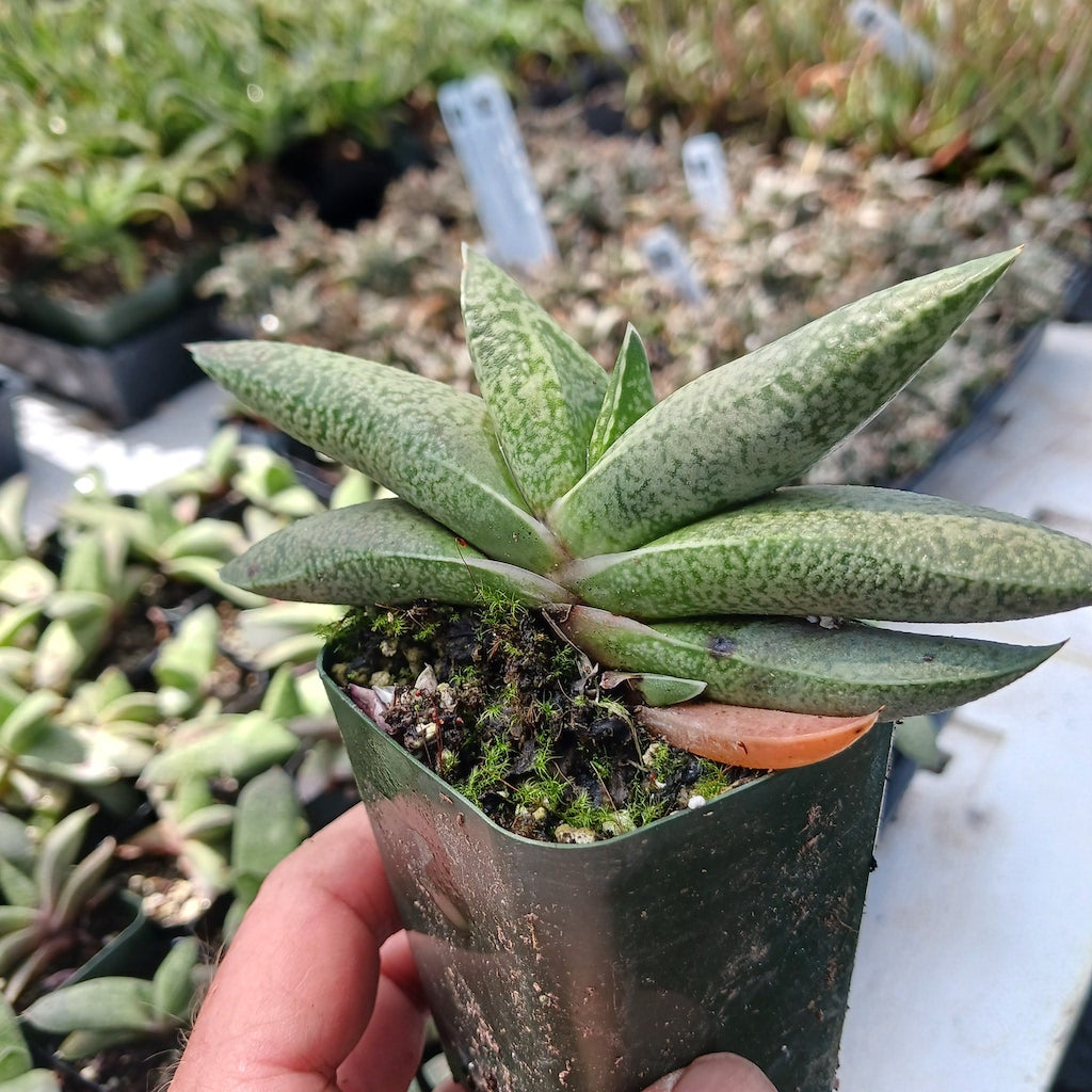 succulents gasteria Gasteria glauca- 2in