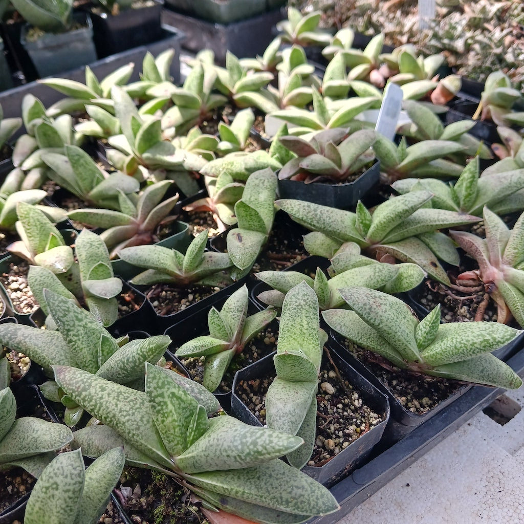 Gasteria glauca