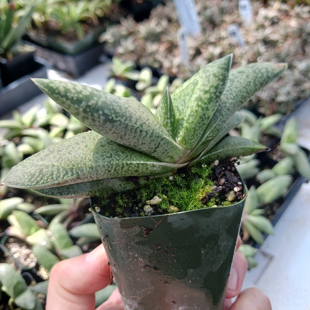 Gasteria glauca