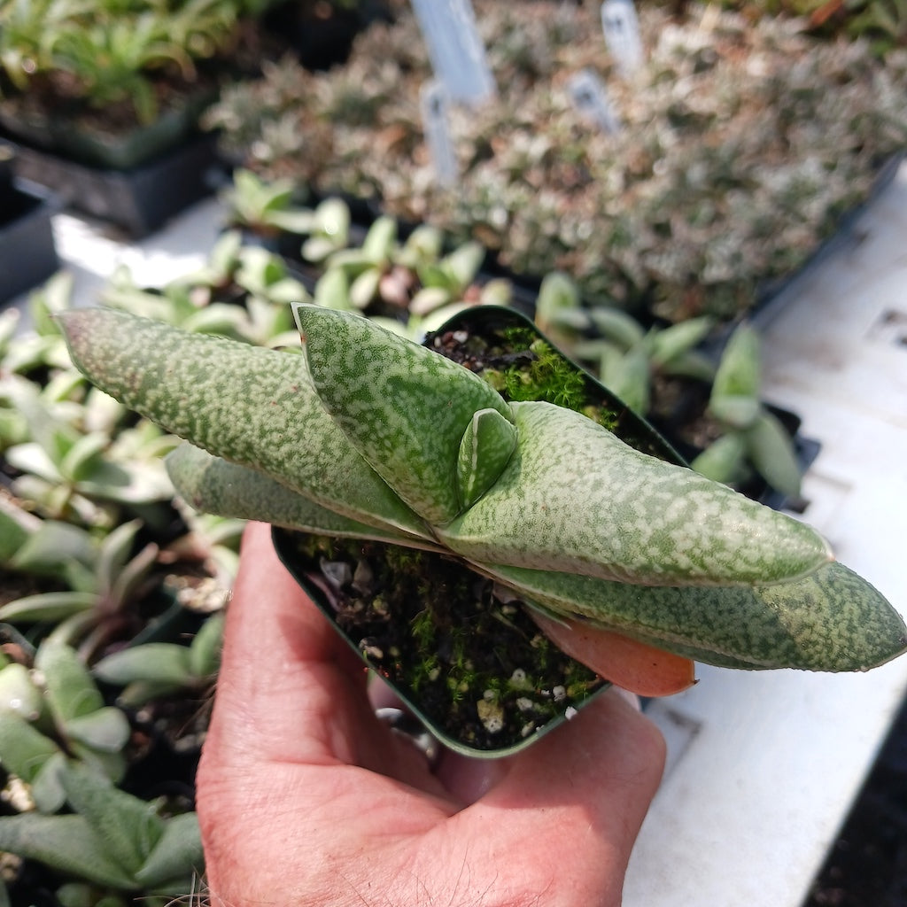 Gasteria glauca