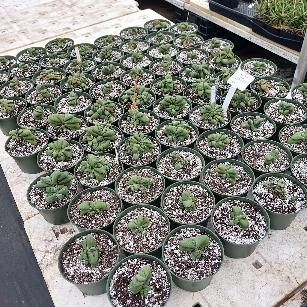 Gasteria glomerata