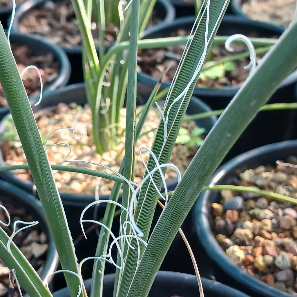 Hesperaloe parviflora close up shot of leaves