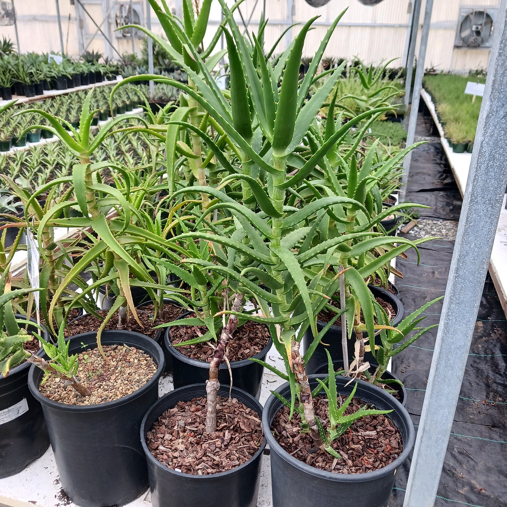 Multiple aloe kedongensis