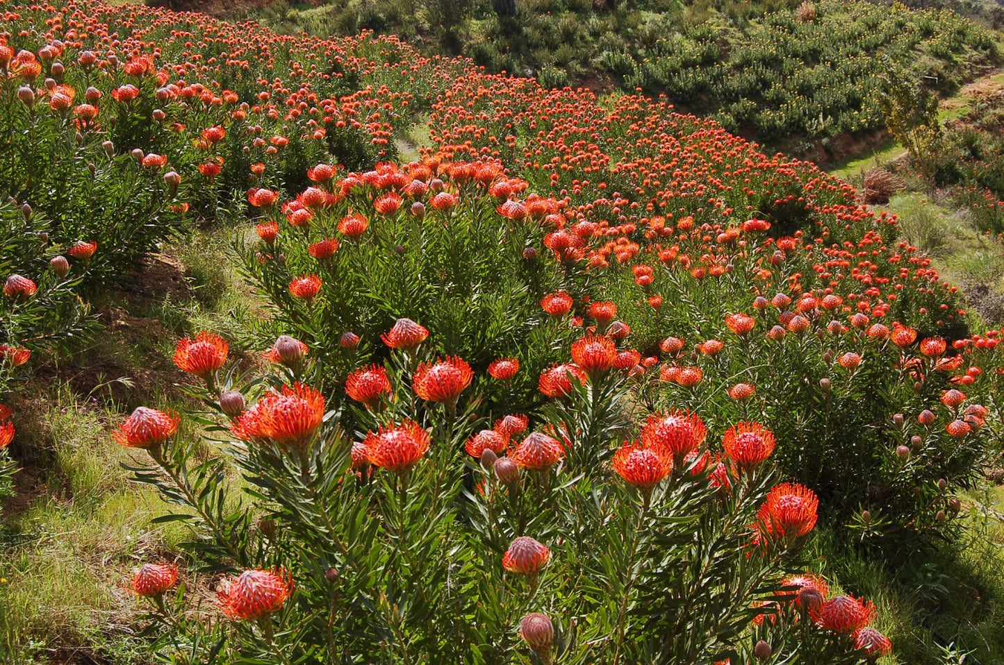 Leucospermum "Sunrise" - 5ga