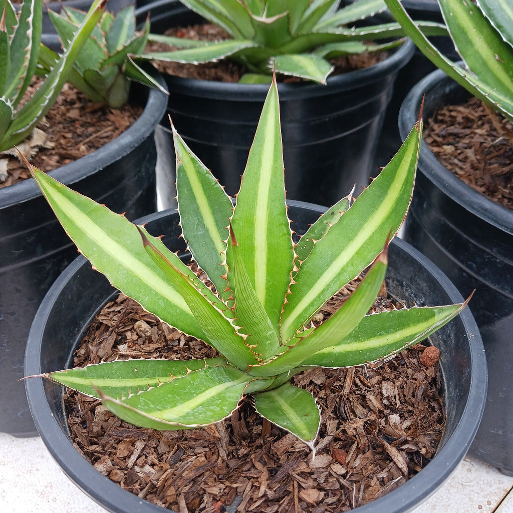 Agave lophantha