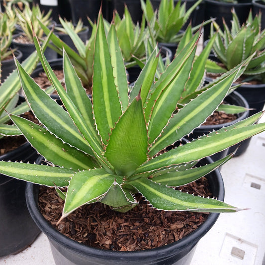 Agave lophantha in 2ga pot