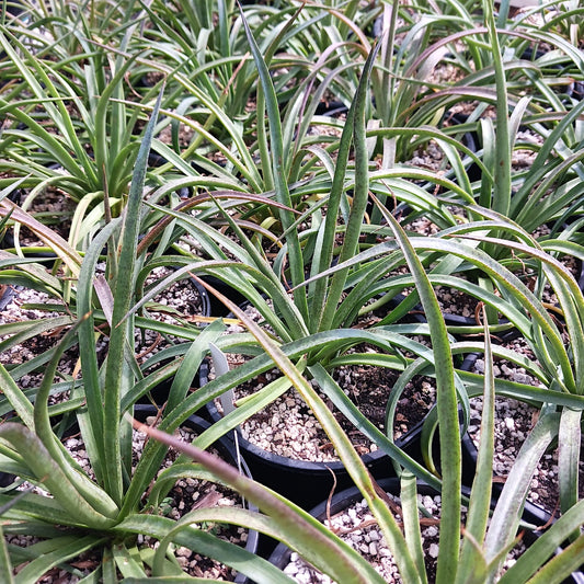 Several Mangave "Bad Hair Day" in 1ga nursery pots