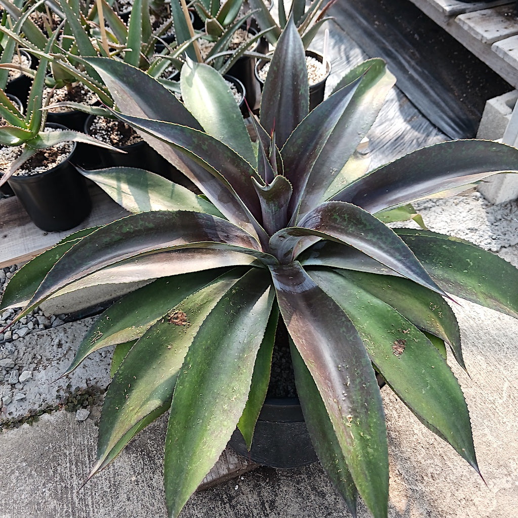 Mangave "Mission to Mars" PP29393 - 15ga