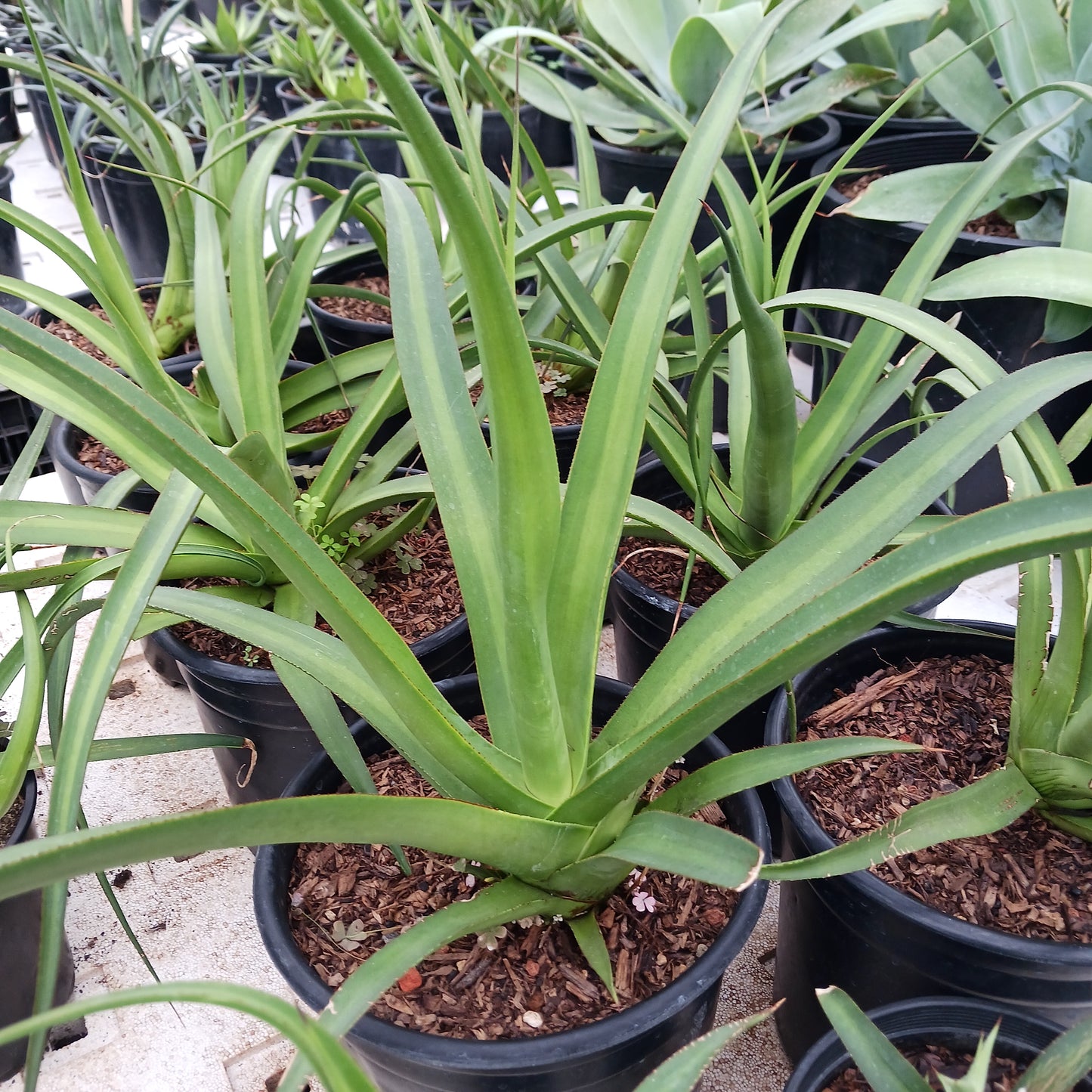 Agave bracteosa "Mateo" - 2ga