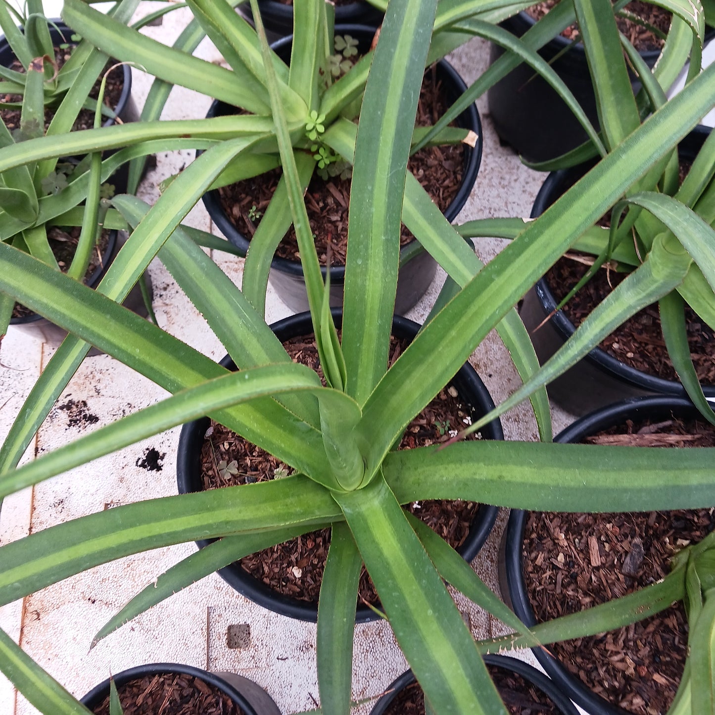 Agave bracteosa "Mateo" - 2ga