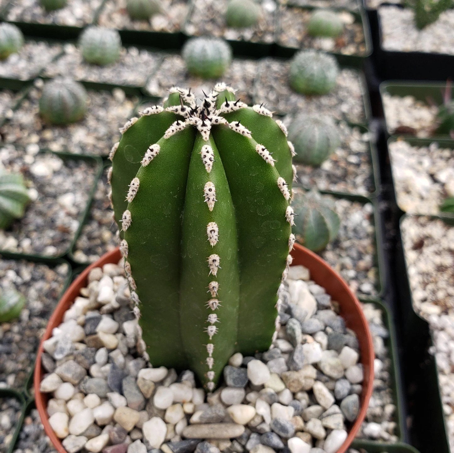 Mexican Fence Post Cactus (Pachycereus marginatus) - 3.5"