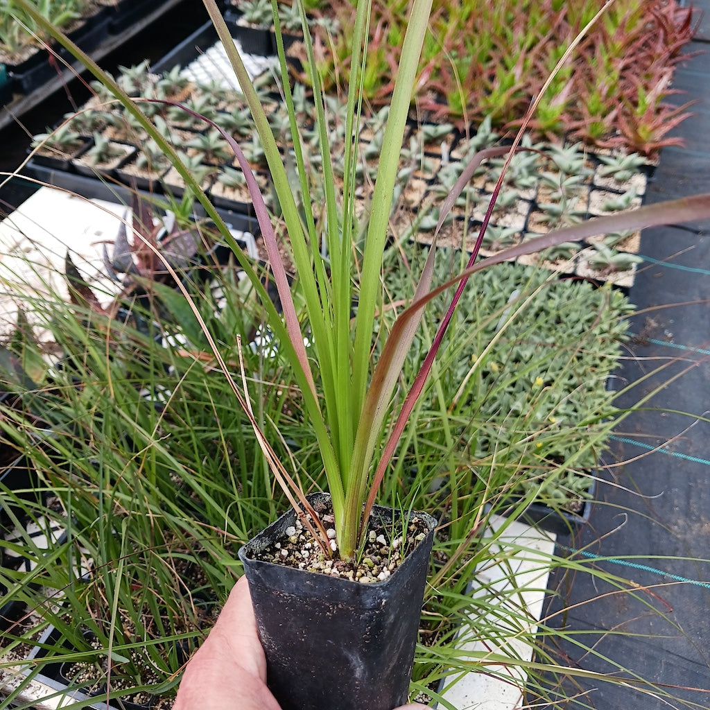 Nolina longifolia
