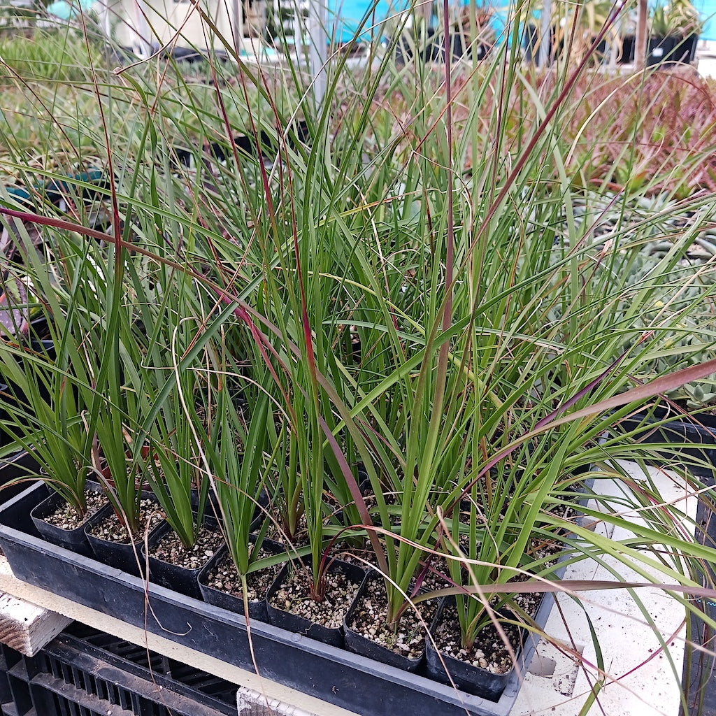 Nolina longifolia