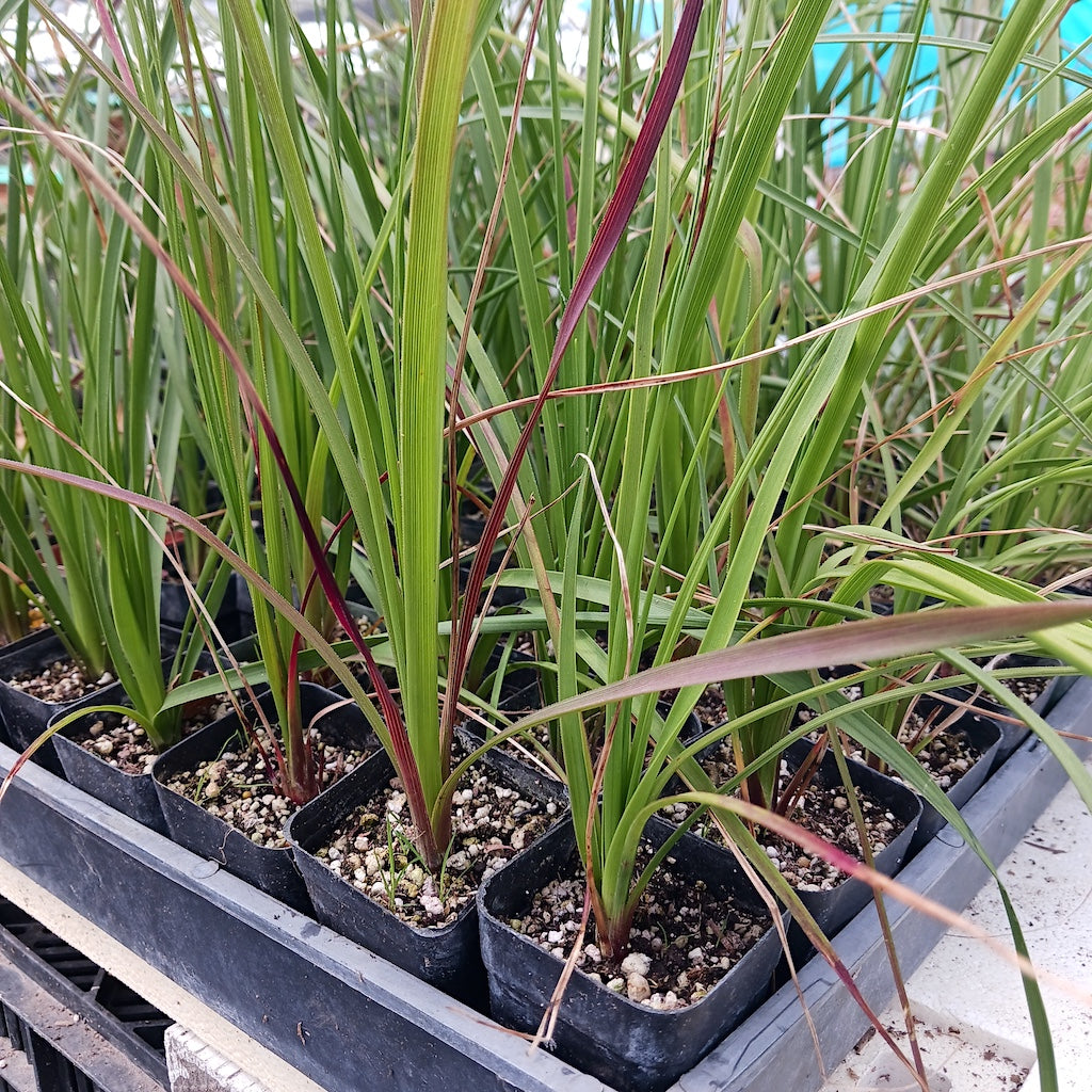 Nolina longifolia