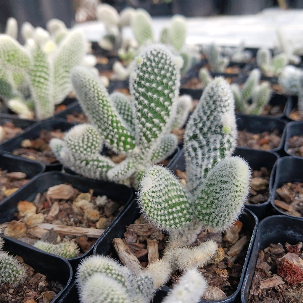 Opuntia microdasys "Albispina" 2in