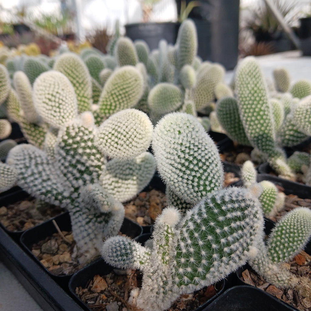 Opuntia microdasys "Albispina" 2in