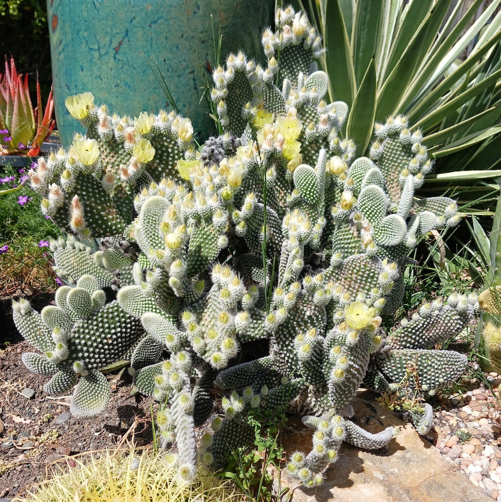 opuntia microdasys albispina in bloom