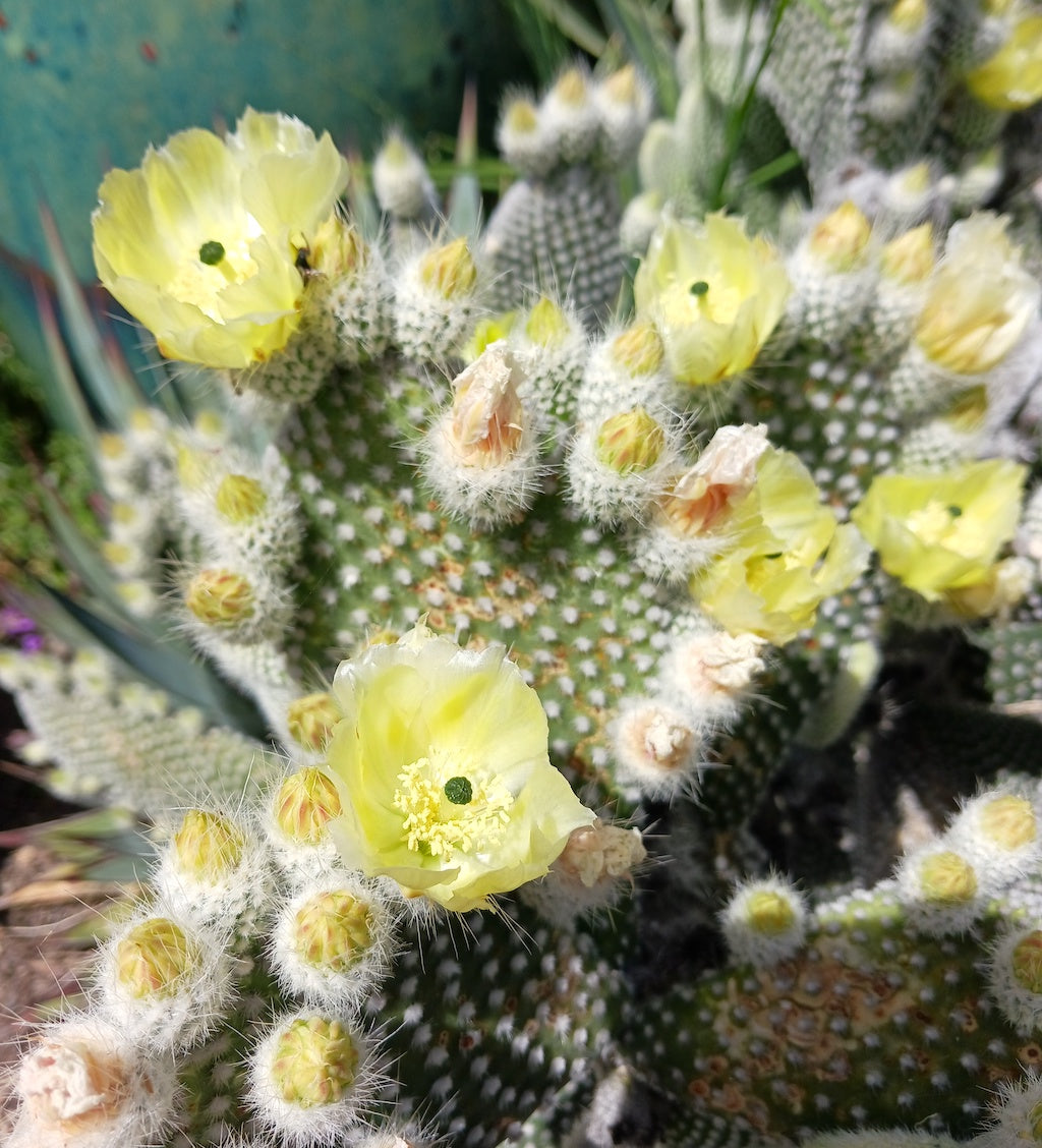 opuntia microdasys albispina in bloom