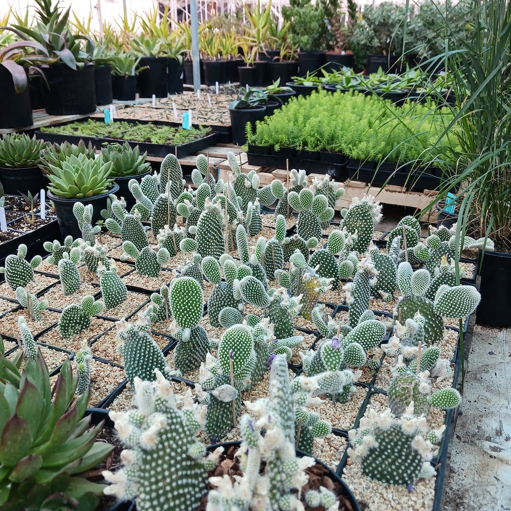 several opuntia microdasys albispina in nursery flats
