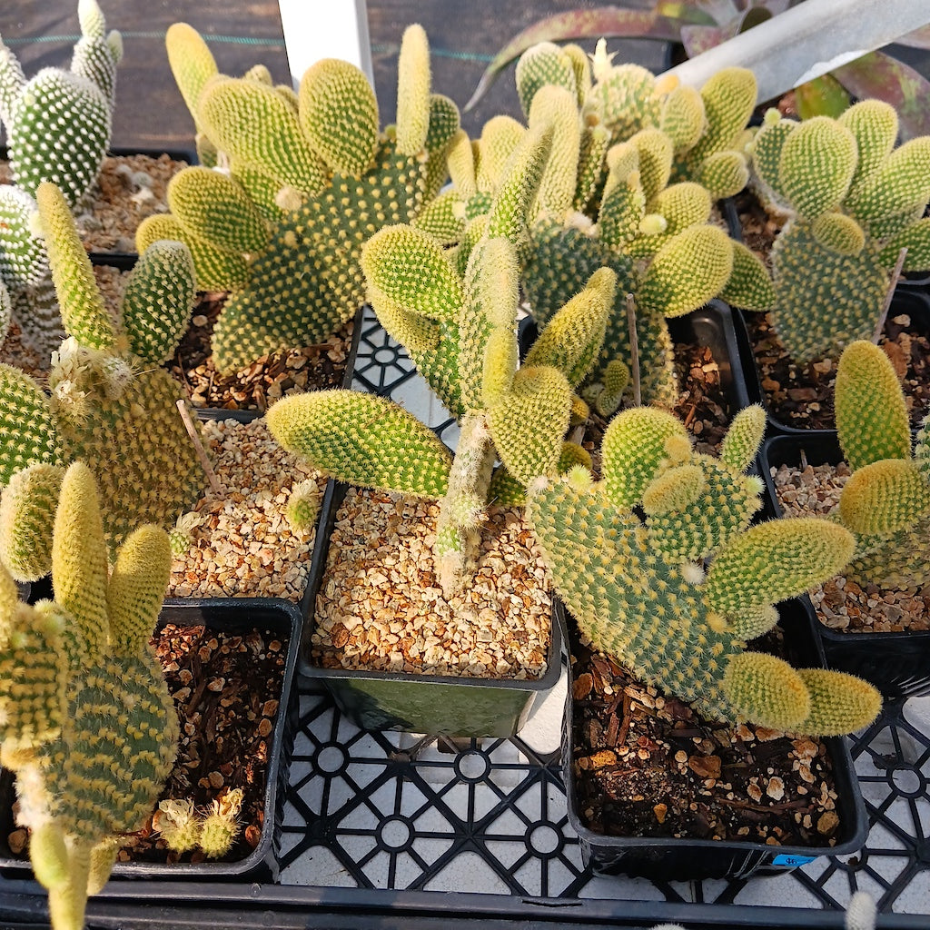 bunny ear prickly pear cactus Opuntia microdasys "Golden Bunny Ears"