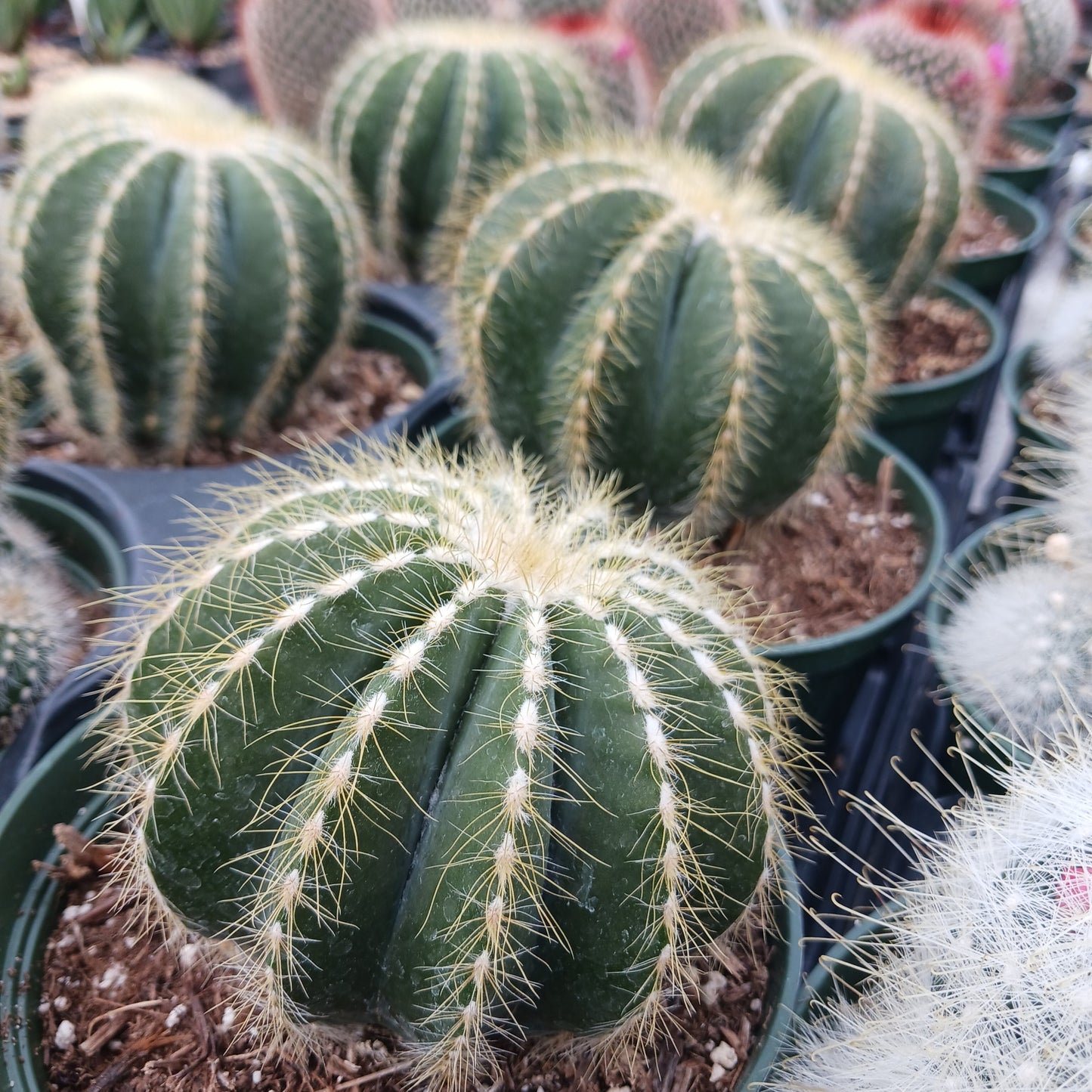 Parodia magnifica
