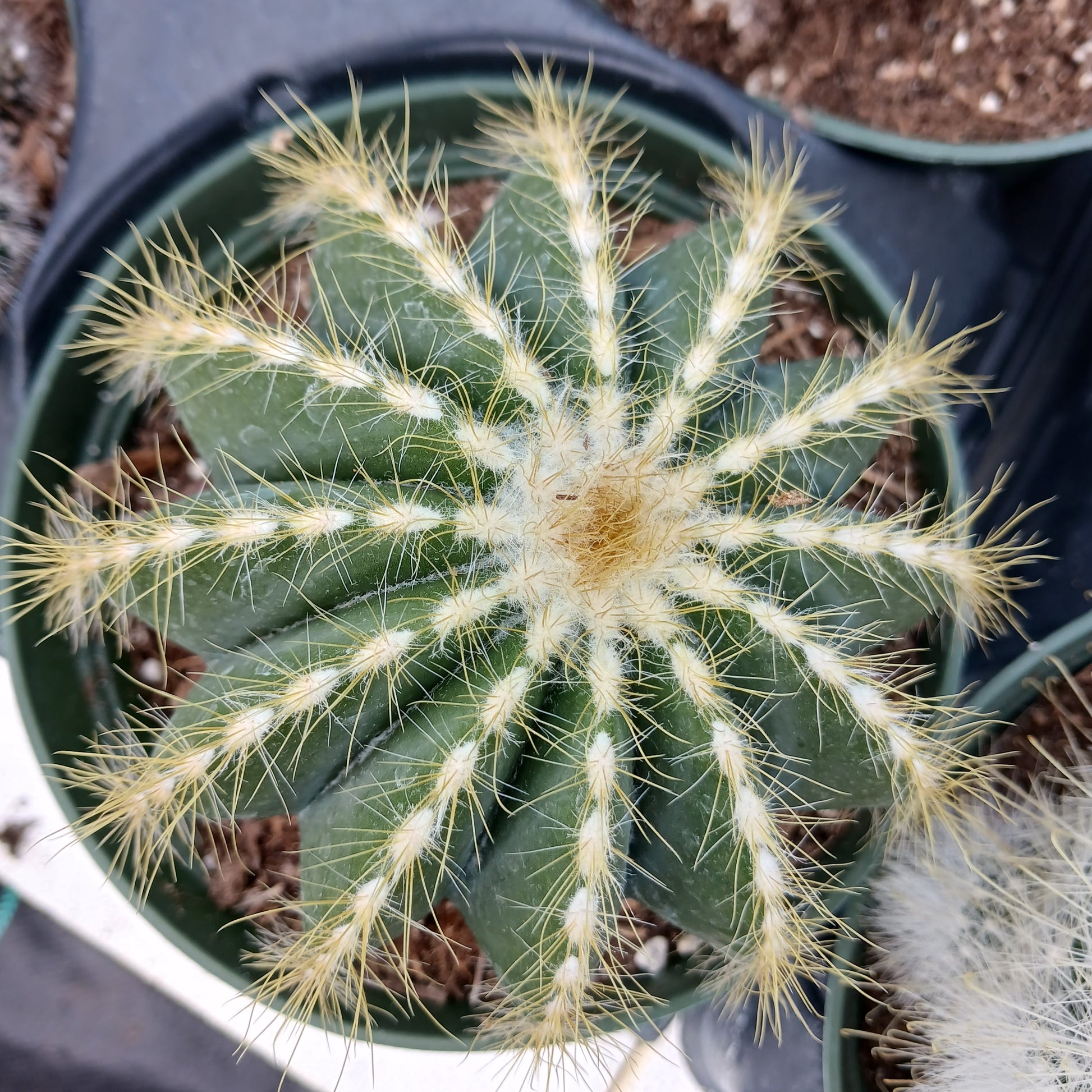 Parodia magnifica
