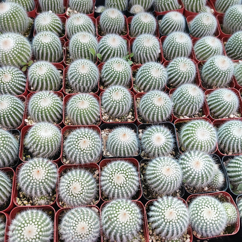 flat of Parodia scopa in 2 inch containers