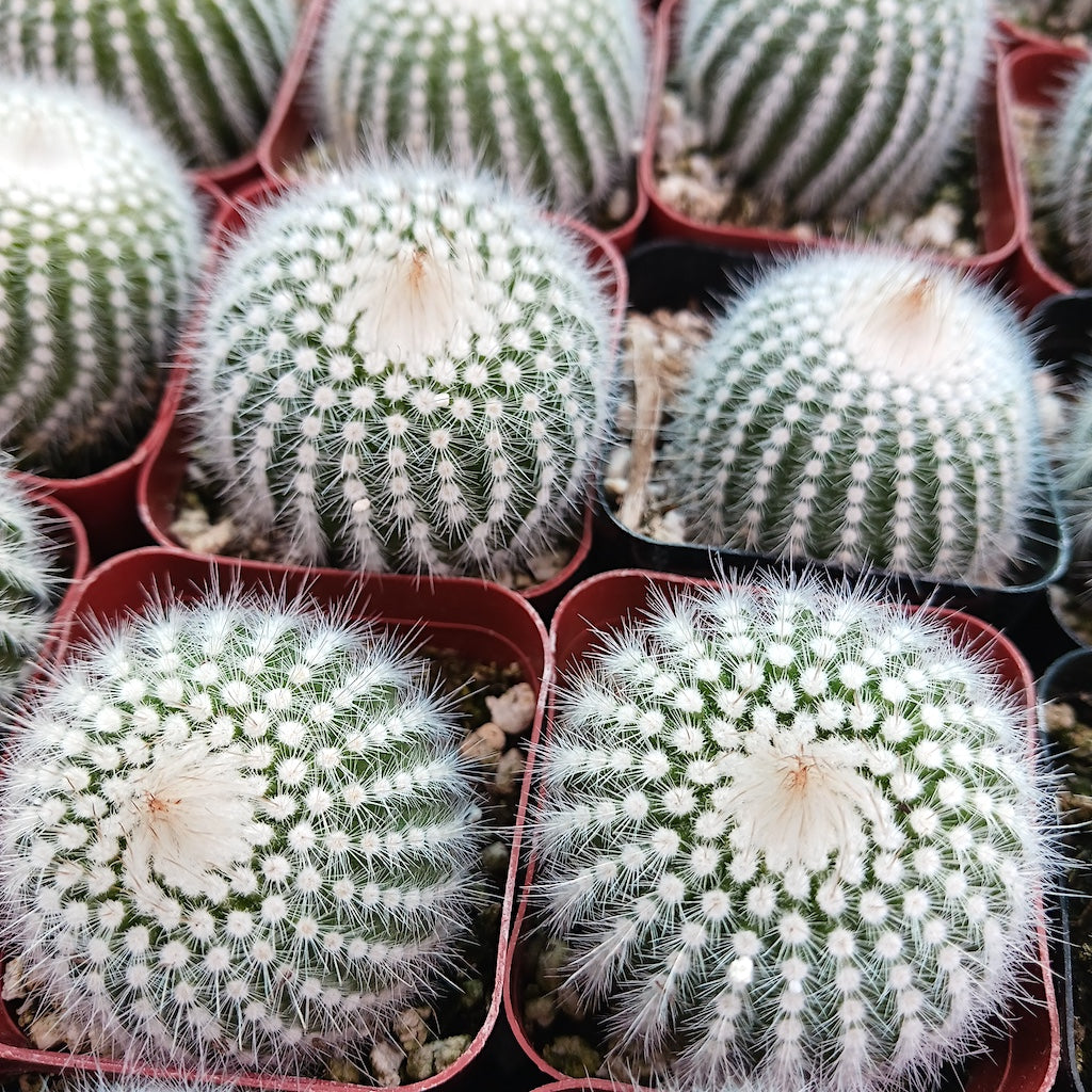 Parodia scopa in 2 inch container