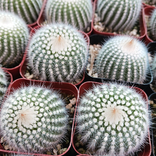 Parodia scopa in 2 inch container