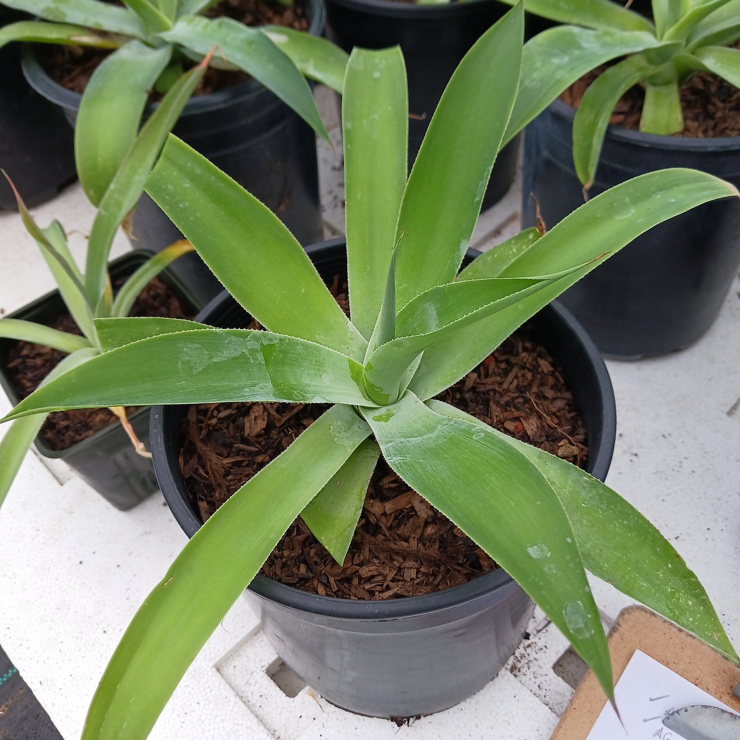 Agave pedunculifera - 1ga