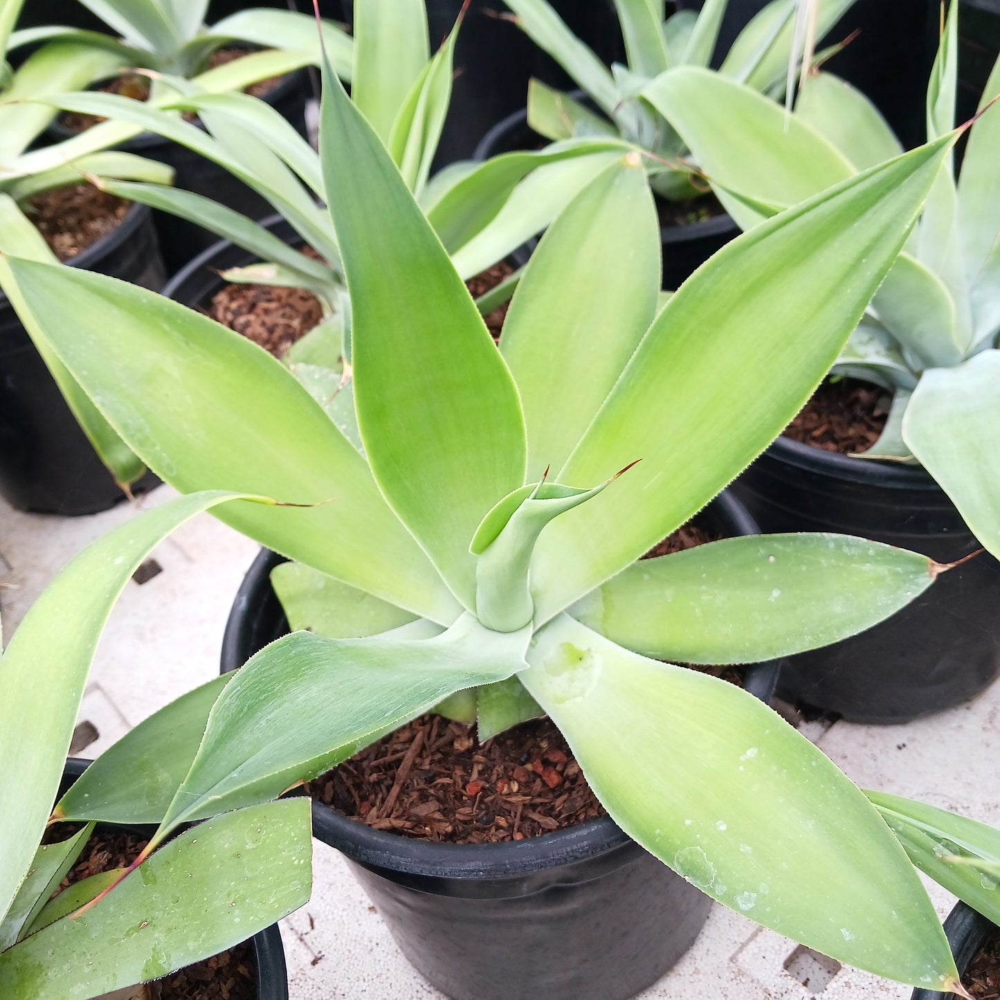 Agave pedunculifera - 2ga