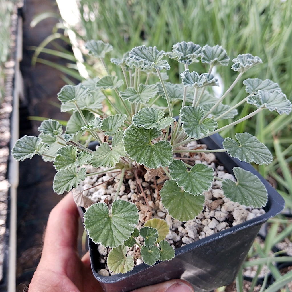 Pelargonium sidoides