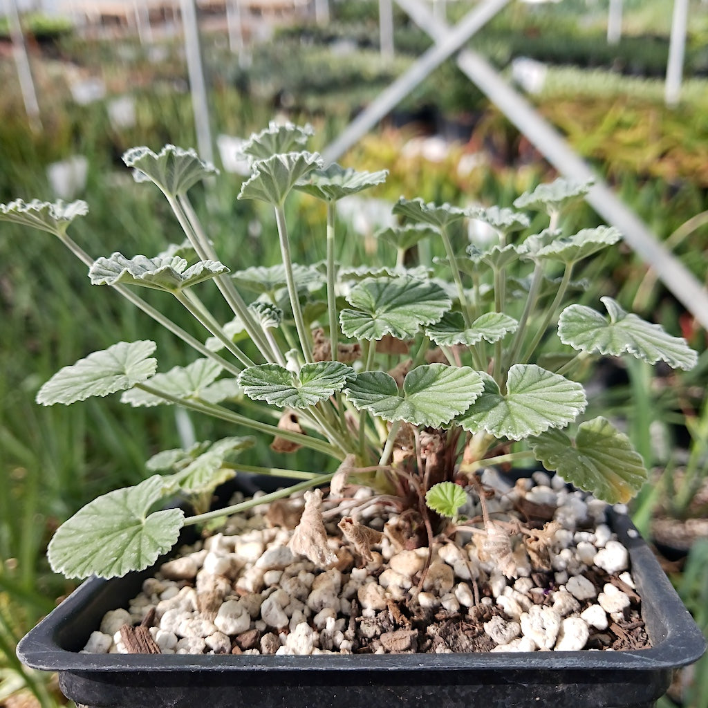 Pelargonium sidoides