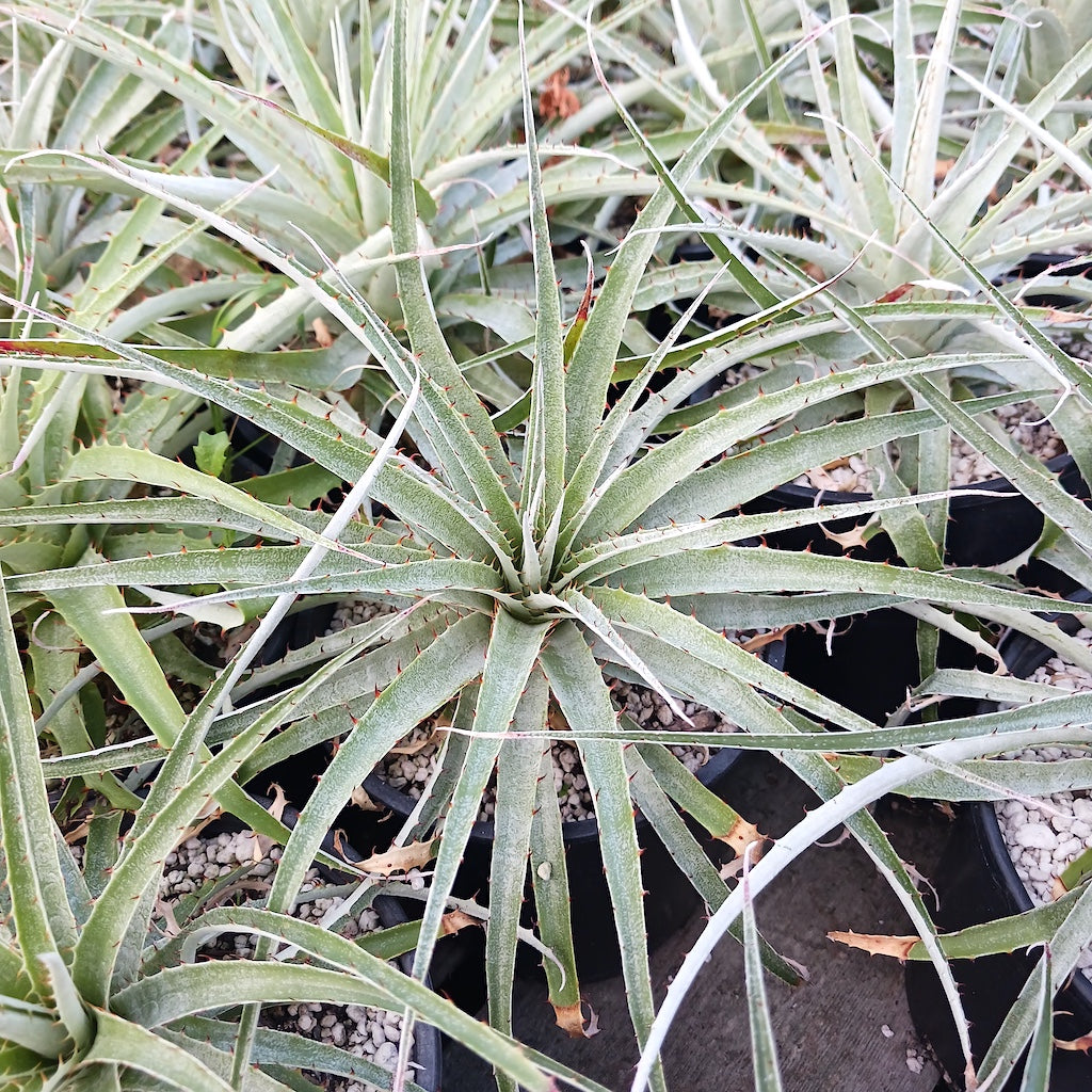 Puya coerulea