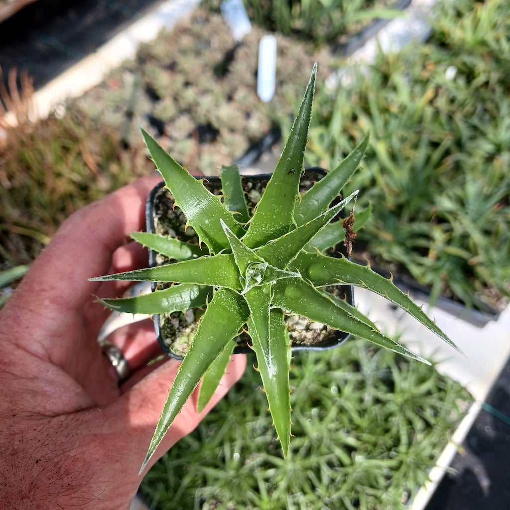 Puya coerulea - 2in