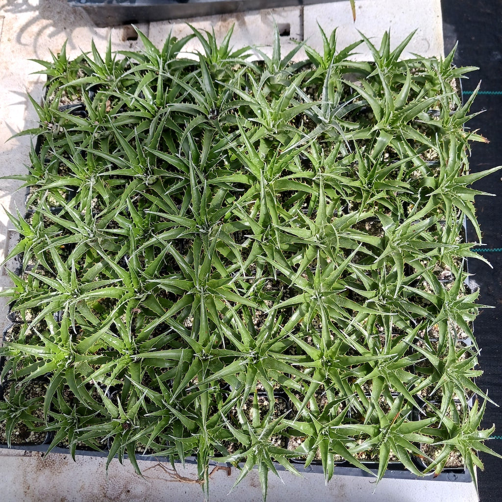 Puya coerulea - 2in
