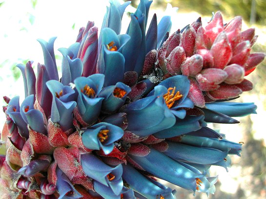 Puya coerulea - 2in