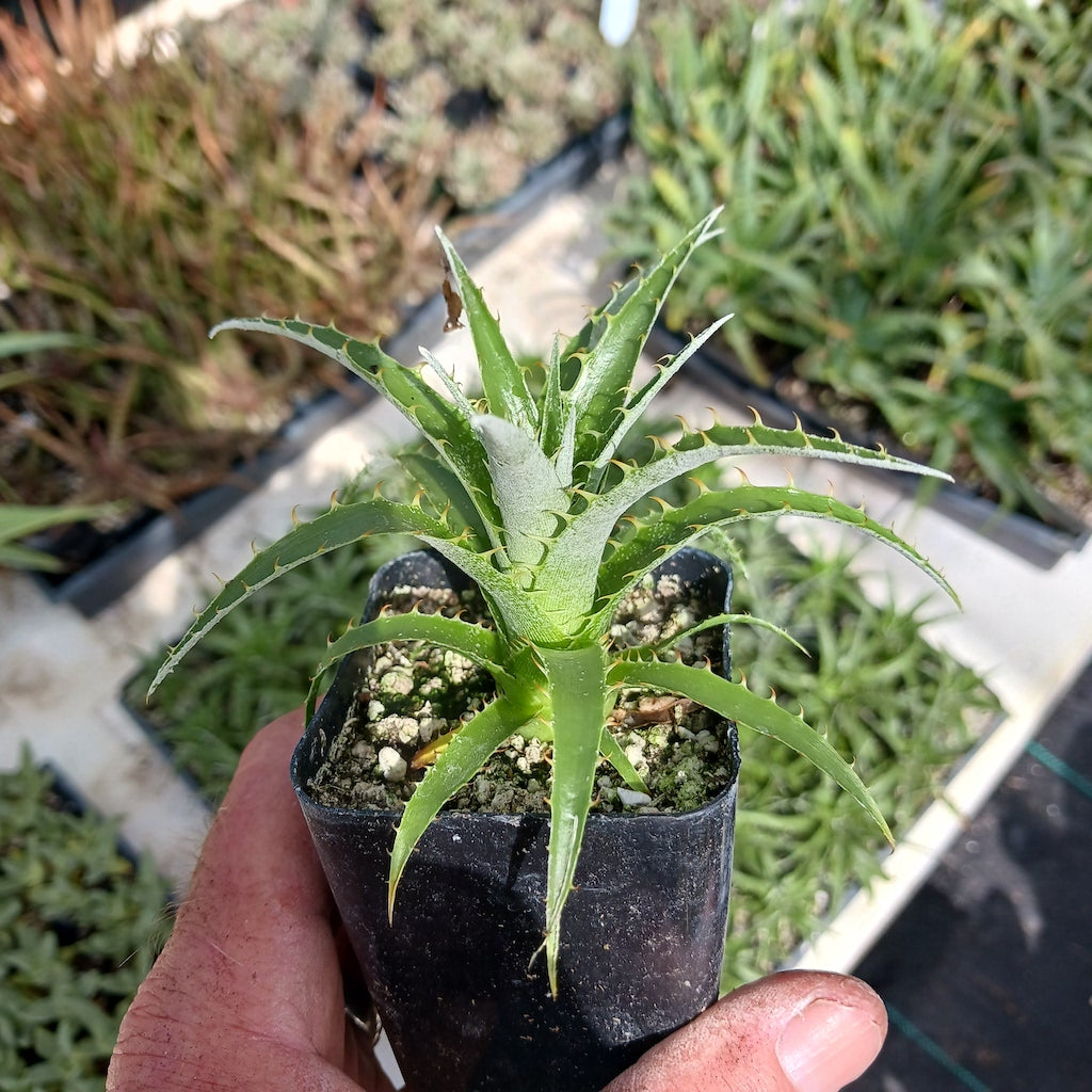 Puya coerulea - 2in
