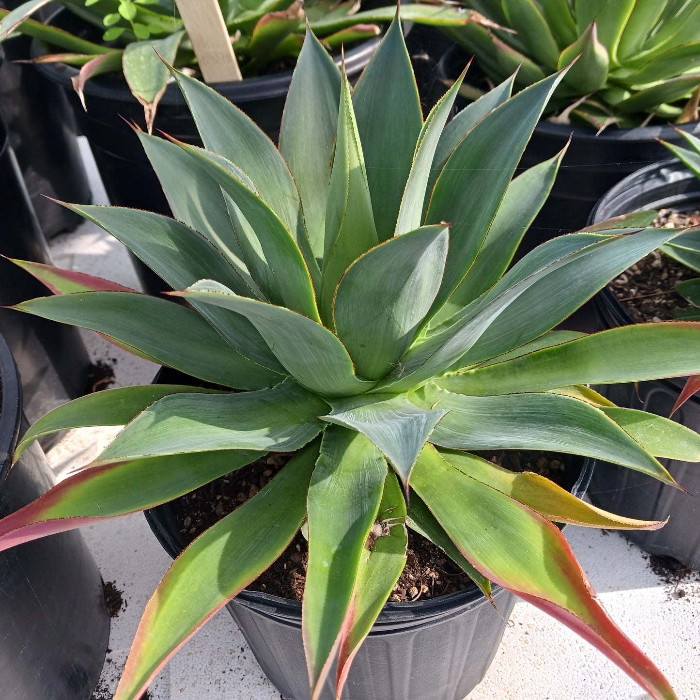 Agave "Red Margin" - 2ga