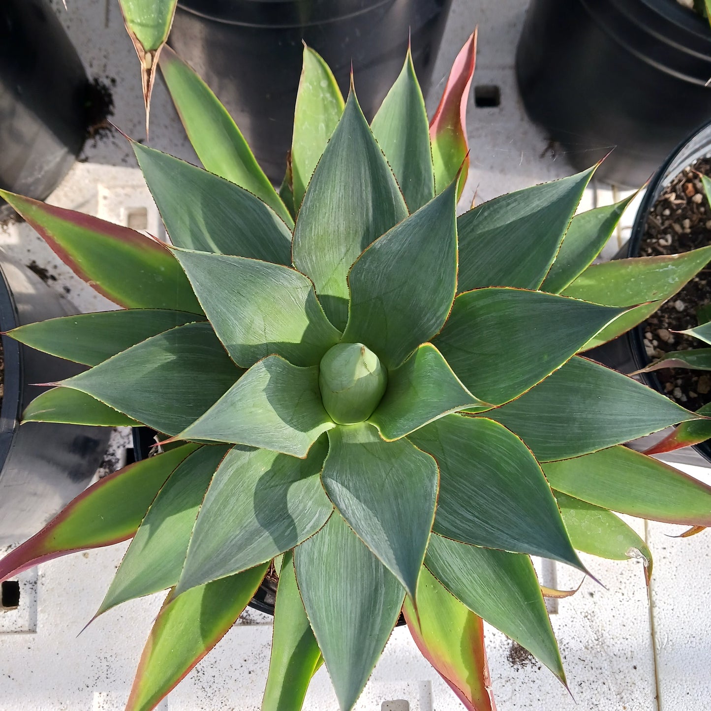 Agave "Red Margin" - 2ga