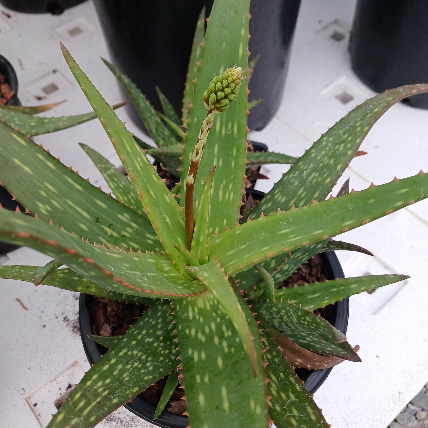 Aloe rooikappie - 1ga