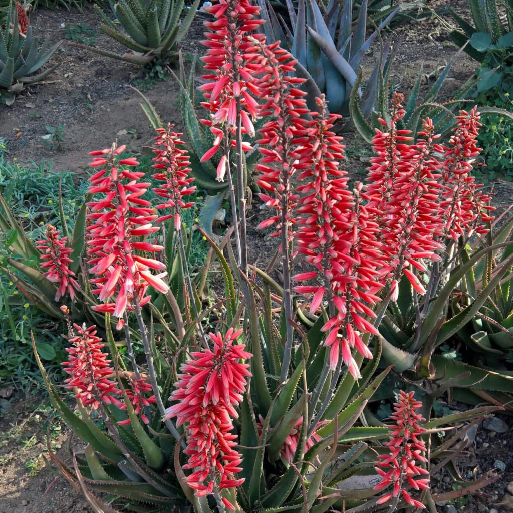Aloe Safari Rose in landscape