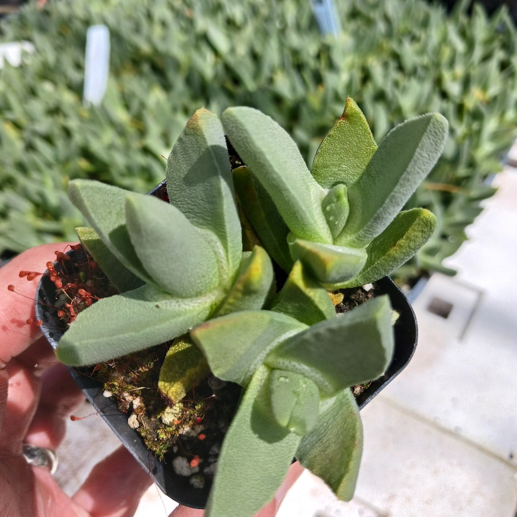 Stomatium agnium in 2 inch nursery container