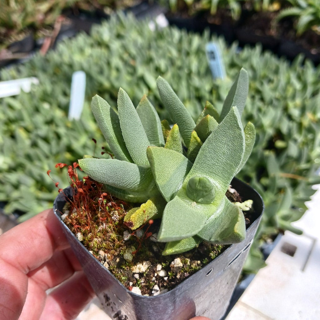 Stomatium agnium in 2 inch nursery container