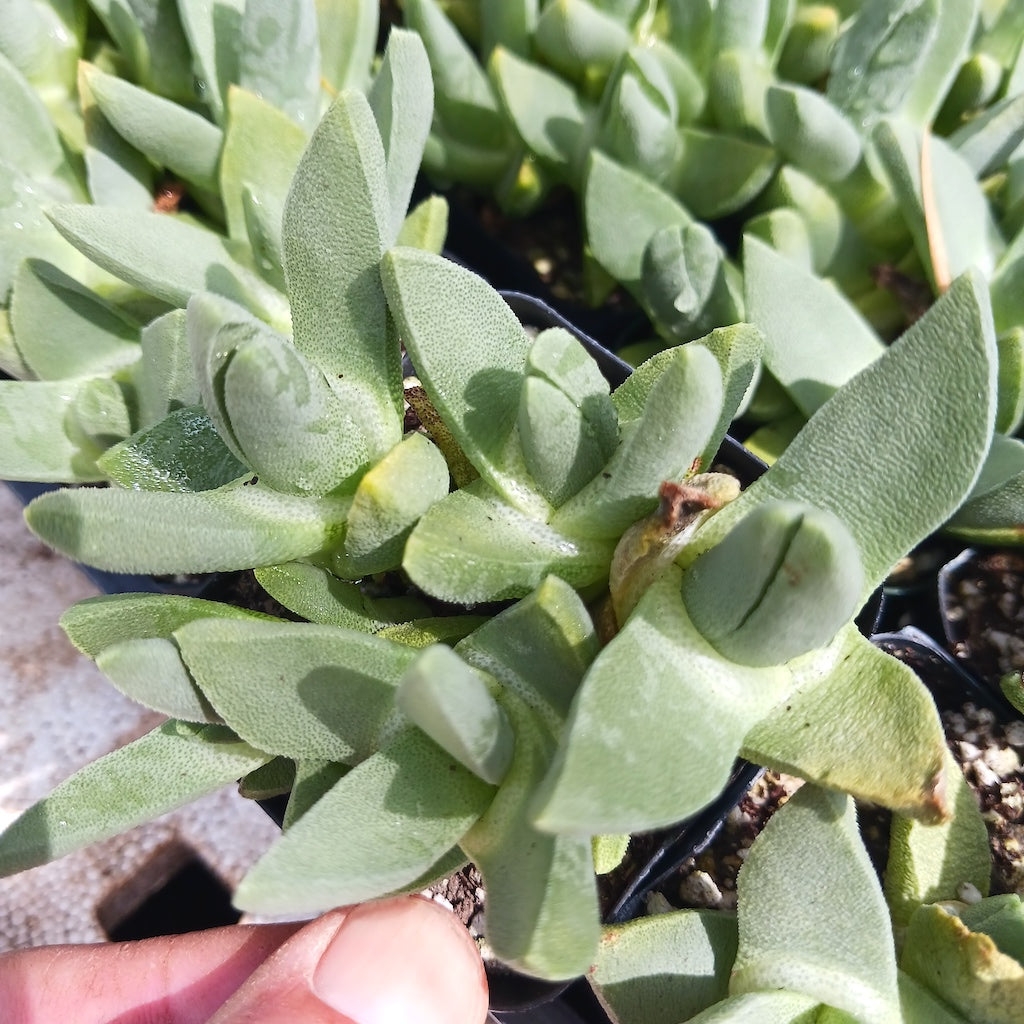 Stomatium agnium in 2 inch nursery container viewed from above