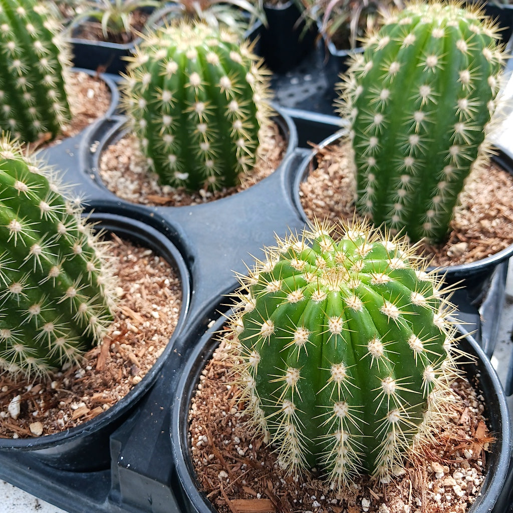 Trichocereus candicans