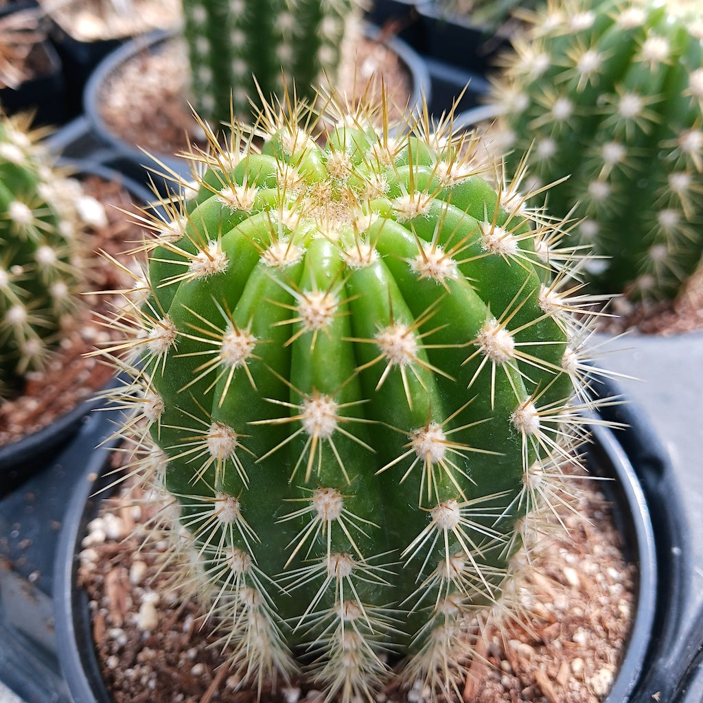 Trichocereus candicans
