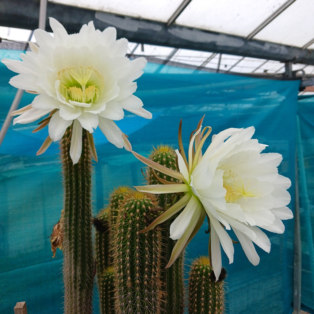 Trichocereus spachianus in bloom