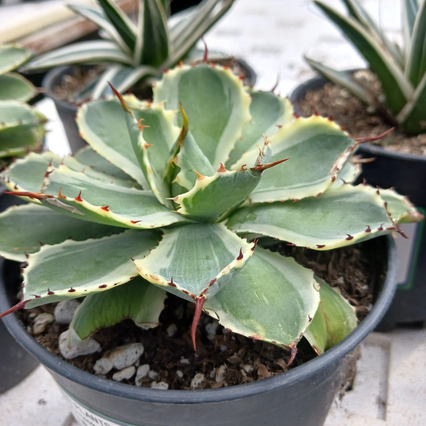 Agave potatorum "Kichiokan Marginata"